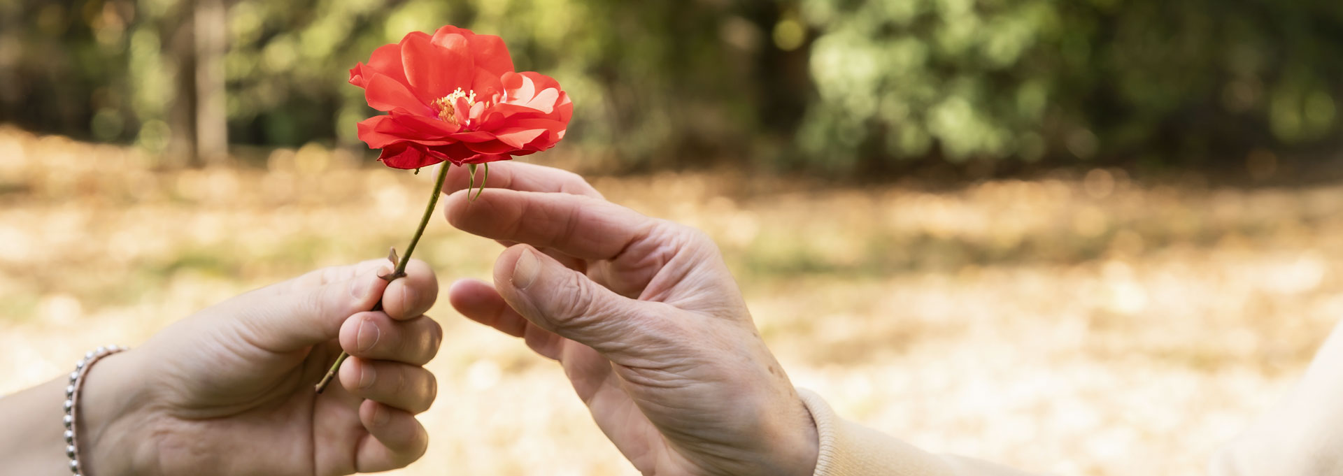 mani-che-si-passano-un-fiore-aiuto-nel-disagio